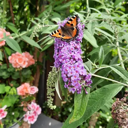 Marigold Neumünster