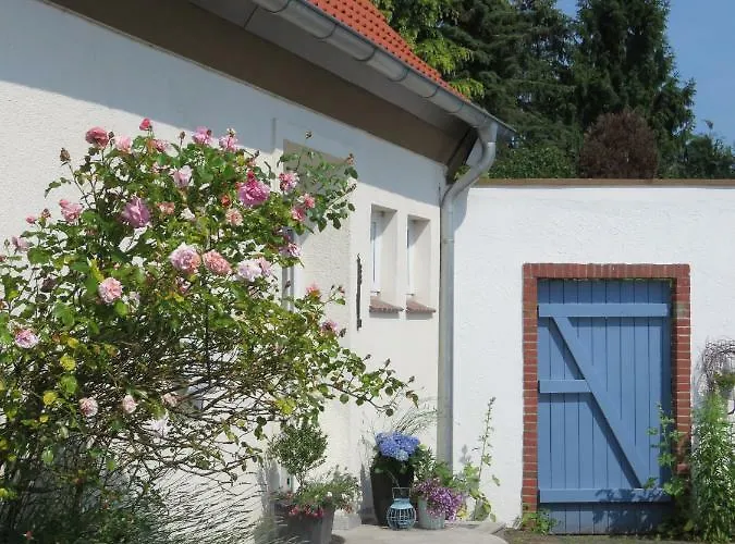 Marigold Ноймюнстер